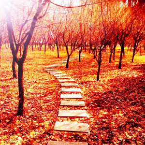 《吃老师的奶头》
