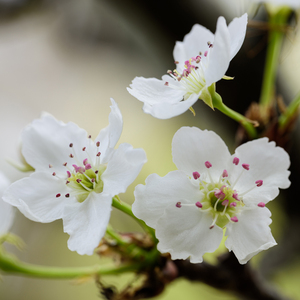 《吃老师的奶头》
